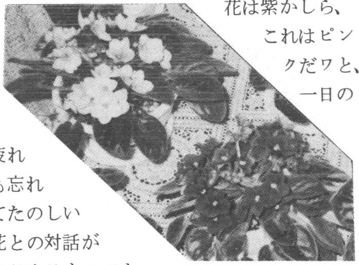 セントポーリアの花